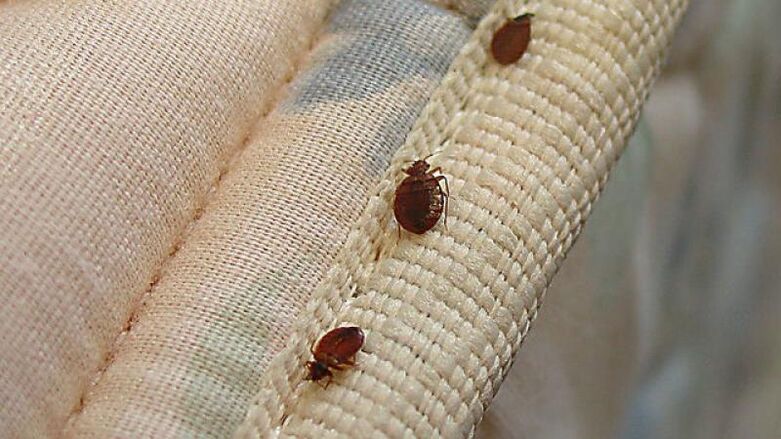 bedbugs to stop drinking